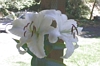 Click to see big picture (640x480 pixels; 120KB ave)