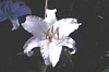 Click to see big picture (640x480 pixels; 120KB ave)
