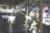 Click to see big picture (640x480 pixels; 120KB ave)