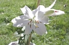 Click to see big picture (640x480 pixels; 120KB ave)