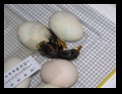 Click to see big picture (640x480 pixels; 120KB ave)