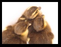 Click to see big picture (640x480 pixels; 120KB ave)